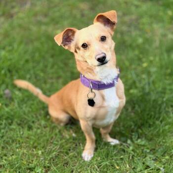 Chiweenie Dogs Available for Adoption in Portland, Oregon - Basil | PetCurious