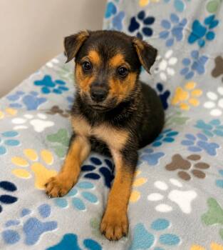 Diesel -  Mixed Breed Dog for Adoption in Lindenhurst, New York - Diesel | PetCurious
