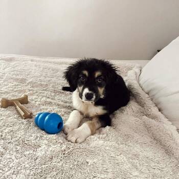 Mixed Breed Dogs Available for Adoption in Wando, South Carolina - Everest | PetCurious