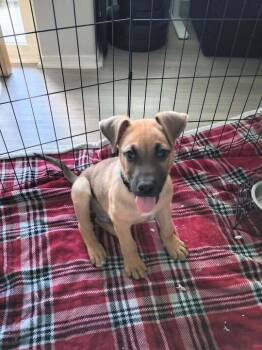 Diesel -  Pit Bull Terrier Dog for Adoption in Fruit Heights, Utah - Diesel | PetCurious