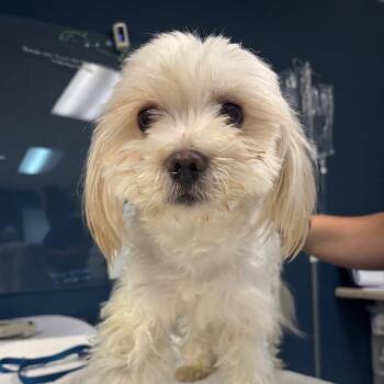 Bugz -  Shih Tzu Dog for Adoption in Newark, New Jersey - Bugz | PetCurious