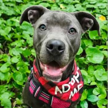 Scottie -  Pit Bull Terrier Dog for Adoption in East Peoria, Illinois - Scottie | PetCurious