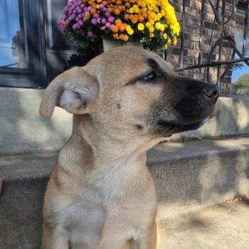 Mueller -  Shepherd Dog for Adoption in Minneapolis, Minnesota - Mueller | PetCurious