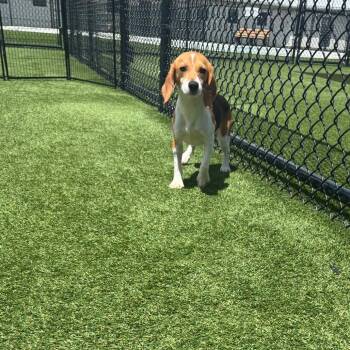 Bernice 1944 -  Beagle Dog for Adoption in Loxahatchee Groves, Florida - Bernice 1944 | PetCurious