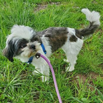 Shih Tzu Dogs Available for Adoption in Jersey City, New Jersey - Bandit | PetCurious
