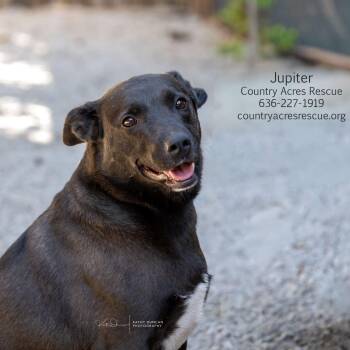 Jupiter -  Cattle Dog and Australian Shepherd Dog for Adoption in Ballwin, Missouri - Jupiter | PetCurious