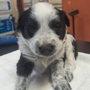 Mixed Breed Dogs Available for Adoption in Flagstaff, Arizona - Newsboy | PetCurious