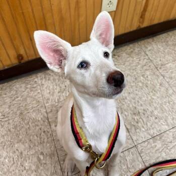 Nacli -  Cattle Dog and Great Pyrenees Dog for Adoption in Ennis, Texas - Nacli | PetCurious
