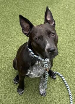 Zeus Alexander -  Pit Bull Terrier and Cattle Dog Dog for Adoption in Fishers, Indiana - Zeus Alexander | PetCurious