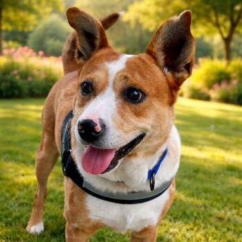 Australian Cattle Dog Blue Heeler Dogs Available for Adoption in Largo, Florida - SPOT - Needs A Foster Or Adopter | PetCurious