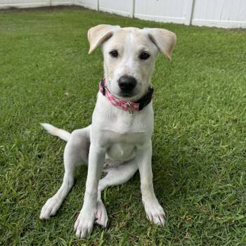 Winnie -  Mixed Breed Dog for Adoption in New Smyrna Beach, Florida - Winnie | PetCurious
