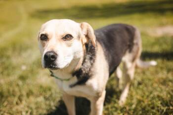 Labrador Retriever and Mixed Breed Dogs Available for Adoption in Gradyville, Kentucky - Lilibelle-Transport | PetCurious