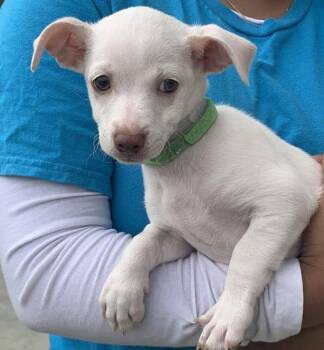 Mochi -  Terrier and Chihuahua Dog for Adoption in Salinas, California - Mochi | PetCurious