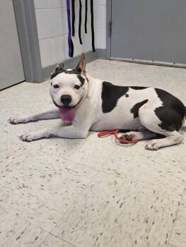 rocky -  Pit Bull Terrier Dog for Adoption in Humble, Texas - Rocky | PetCurious