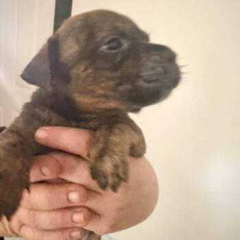 Bard D&D -  Mixed Breed Dog for Adoption in Savannah, Georgia - Bard D&D | PetCurious