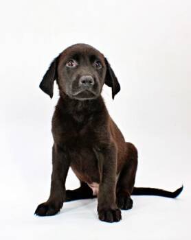 Jase -  Labrador Retriever and Mixed Breed Dog for Adoption in Morton Grove, Illinois - Jase | PetCurious