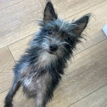 Priscilla -  Mixed Breed and Miniature Schnauzer Dog for Adoption in Chesapeake, Virginia - Priscilla | PetCurious