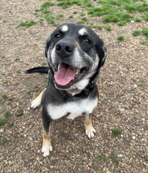 German Shepherd Dog Dogs Available for Adoption in Lexington, Tennessee - Zoey | PetCurious