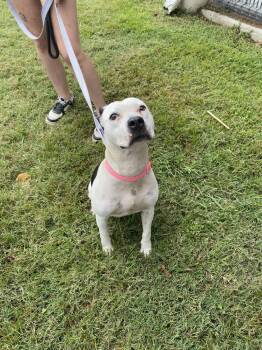 Rescue Pit Bull Terrier Dogs for Adoption in Evansville, Indiana - Dutchess Rose | PetCurious