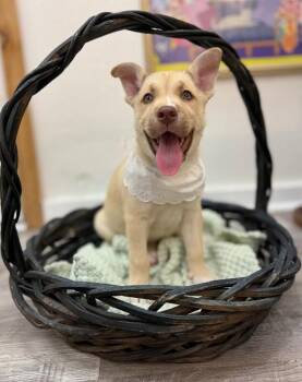 Shepherd and Husky Dogs Available for Adoption in Friendswood, Texas - Mojave Desert | PetCurious