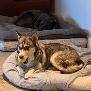 Terra -  Mixed Breed Dog for Adoption in Park City, Utah - Terra | PetCurious