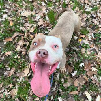 Rescue Pit Bull Terrier and American Bulldog Dogs for Adoption in Mount Gilead, Ohio - Marco *prison Program | PetCurious