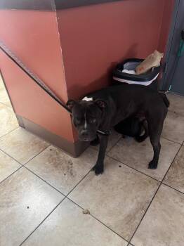 Turtle -  Mixed Breed Dog for Adoption in Cincinnati, Ohio - Turtle | PetCurious