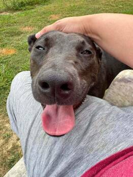 Winnie -  Labrador Retriever and Terrier Dog for Adoption in Saugus, Massachusetts - Winnie | PetCurious