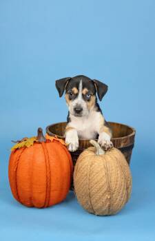 828-26 -  Shepherd Dog for Adoption in Brighton, Colorado - 828-26 | PetCurious