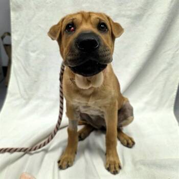 KIMCHI -  Shar Pei and Mixed Breed Dog Available for Adoption in Long Beach, California - KIMCHI | PetCurious