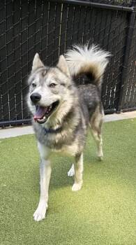 Ronaldo -  Siberian Husky and Mixed Breed Dog for Adoption in Bellevue, Washington - Ronaldo | PetCurious