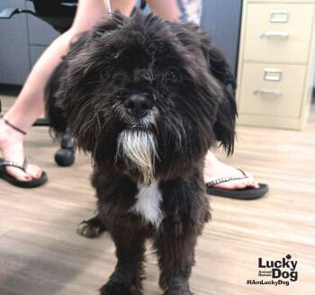 Bear -  Shih Tzu Dog for Adoption in Washington, District Of Columbia - Bear | PetCurious