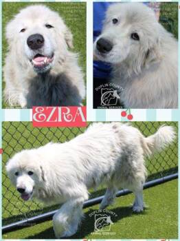 Great Pyrenees and Mixed Breed Dogs Available for Adoption in Kenansville, North Carolina - EZRA | PetCurious