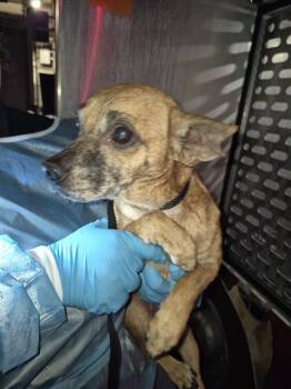 ATLAS -  Terrier Dog for Adoption in San Antonio, Texas - ATLAS | PetCurious