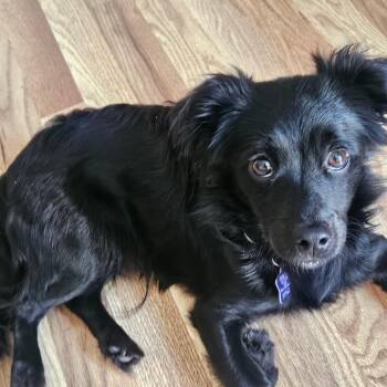 Hamilton -  Terrier and Mixed Breed Dog for Adoption in San Francisco, California - Hamilton | PetCurious