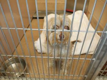 Silky Terrier and Maltese Dogs Available for Adoption in San Jose, California - A1406512 | PetCurious