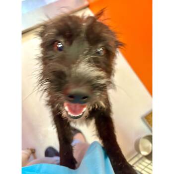 Sawyer -  Miniature Schnauzer Dog for Adoption in Boulder, Colorado - Sawyer | PetCurious