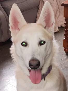 Alaskan Malamute and German Shepherd Dog Dogs Available for Adoption in Clinton, Michigan - Polar Bear -BK | PetCurious