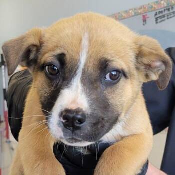 Mixed Breed Dogs Available for Adoption - 303 (2026) Guinness | PetCurious