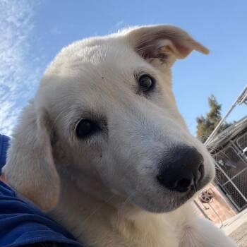 Roxy -  German Shorthaired Pointer and Shepherd Dog for Adoption in Goleta, California - Roxy | PetCurious