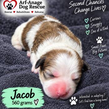 Jacob -  Terrier and Mixed Breed Dog for Adoption in Phoenix, Arizona - Jacob | PetCurious