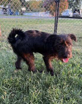Elvis -  Bolognese Dog for Adoption in Davis, California - Elvis | PetCurious