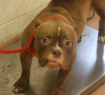 HARRIET -  Mixed Breed Dog for Adoption in Columbia, South Carolina - HARRIET | PetCurious