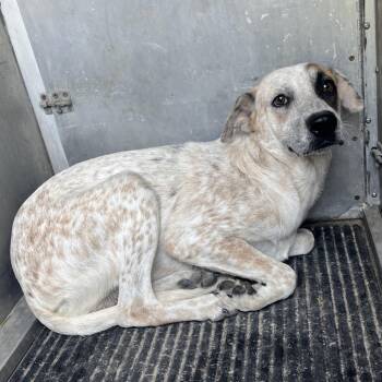 Raptor -  Cattle Dog Dog for Adoption in Edinburg, Texas - Raptor | PetCurious