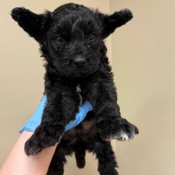 Rocko -  Standard Poodle and Mixed Breed Dog for Adoption in Birmingham, Alabama - Rocko | PetCurious
