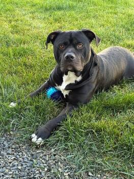 Rescue American Staffordshire Terrier Dogs for Adoption in Star, Idaho - Benji | PetCurious