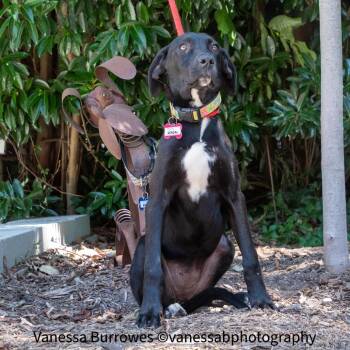 Kendal -  Hound Dog for Adoption in Wake Forest, North Carolina - Kendal | PetCurious