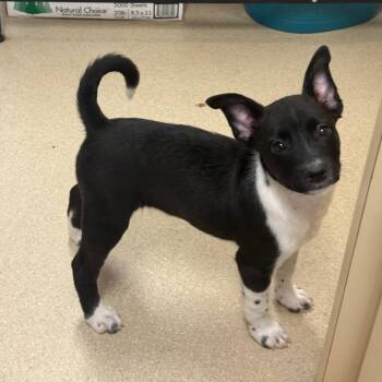 Ozzy -  Mixed Breed Dog for Adoption in Fort Bragg, California - Ozzy | PetCurious