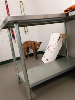 Labrador Retriever and Mixed Breed Dogs Available for Adoption in Corpus Christi, Texas - KAY KYSER | PetCurious