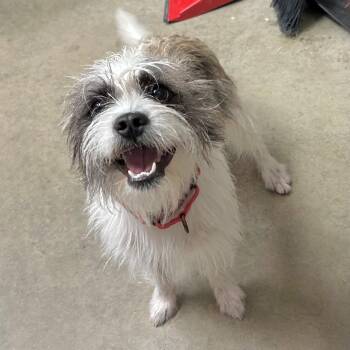 Boo -  Mixed Breed Dog for Adoption in Mason City, Iowa - Boo | PetCurious